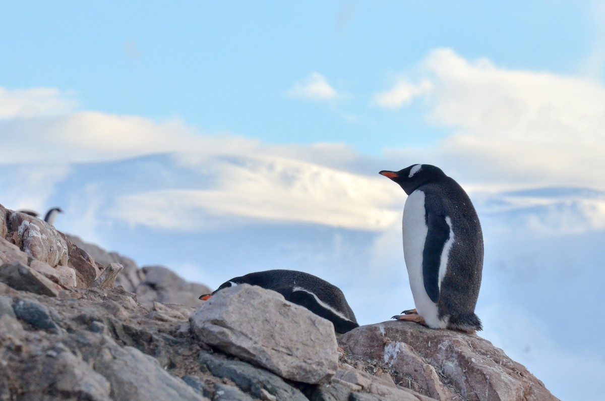 Gentoo Penguin - ML633353008