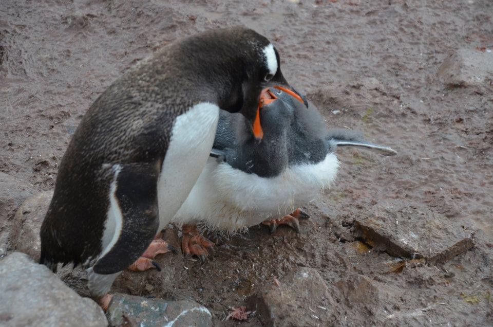Gentoo Penguin - ML633353015