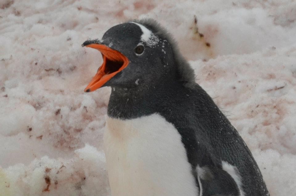 Gentoo Penguin - ML633353016
