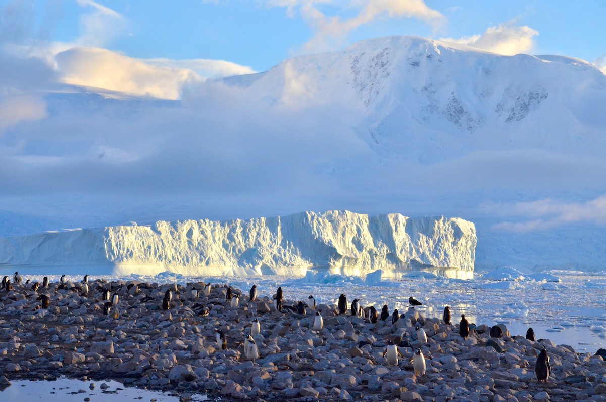 Gentoo Penguin - ML633353023