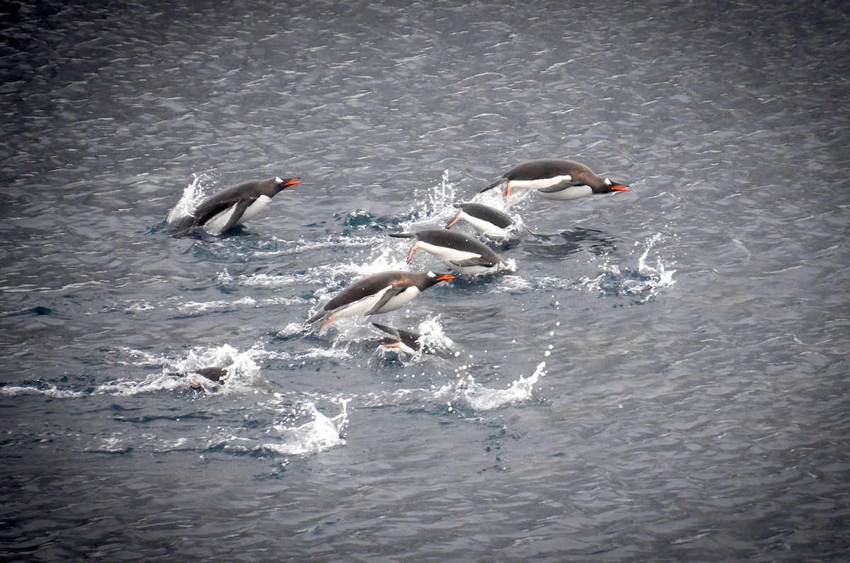 Gentoo Penguin - ML633353042