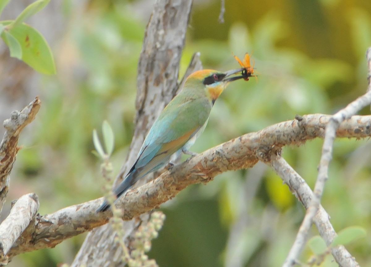 Rainbow Bee-eater - ML633353532