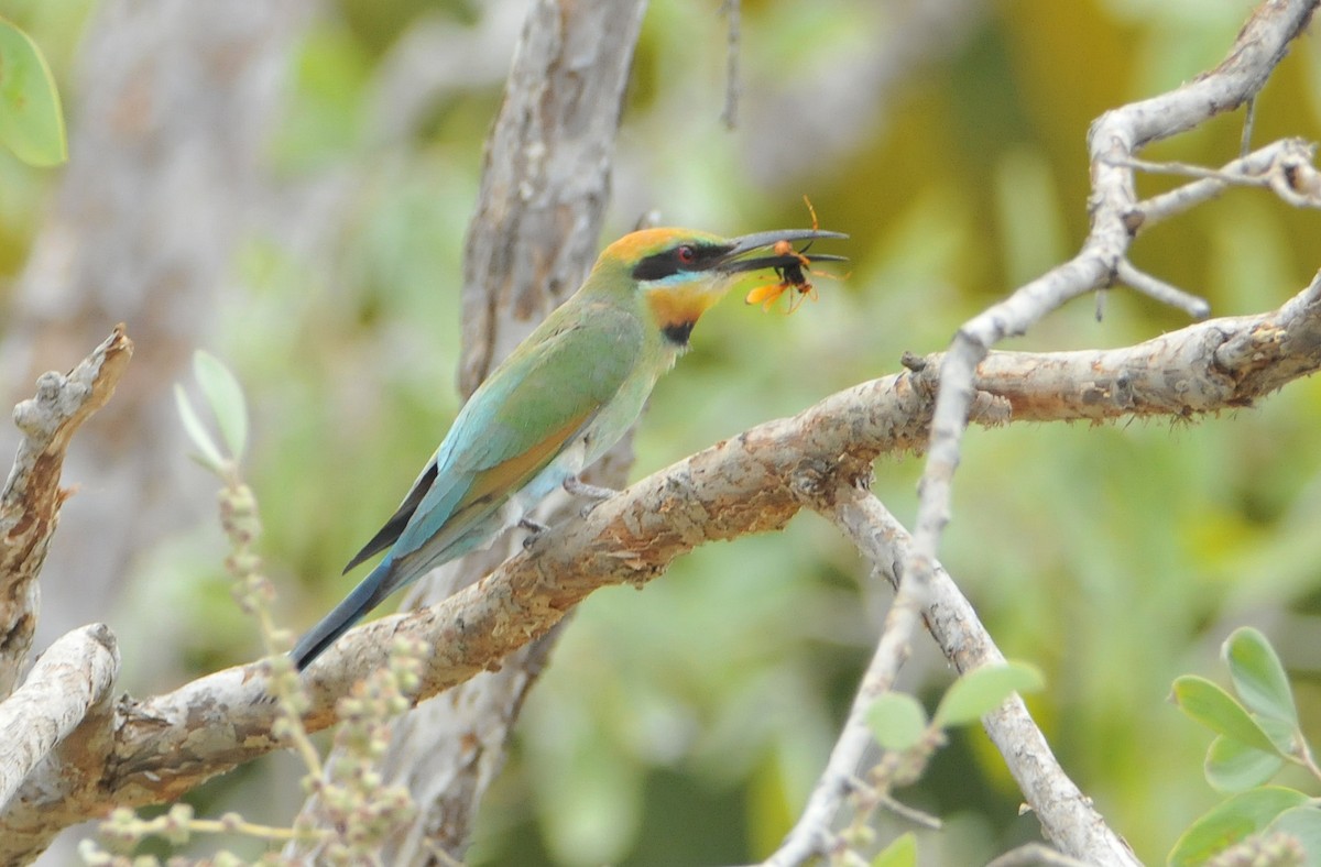 Rainbow Bee-eater - ML633353533