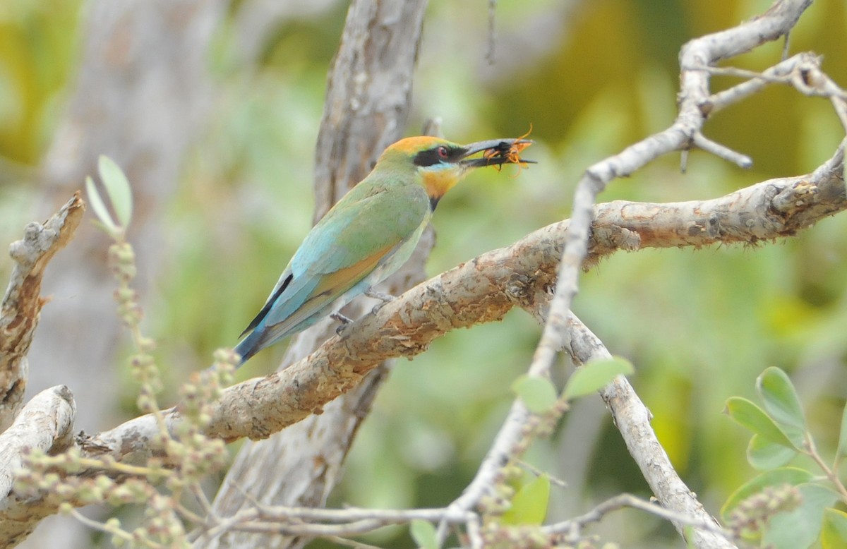 Rainbow Bee-eater - ML633353534