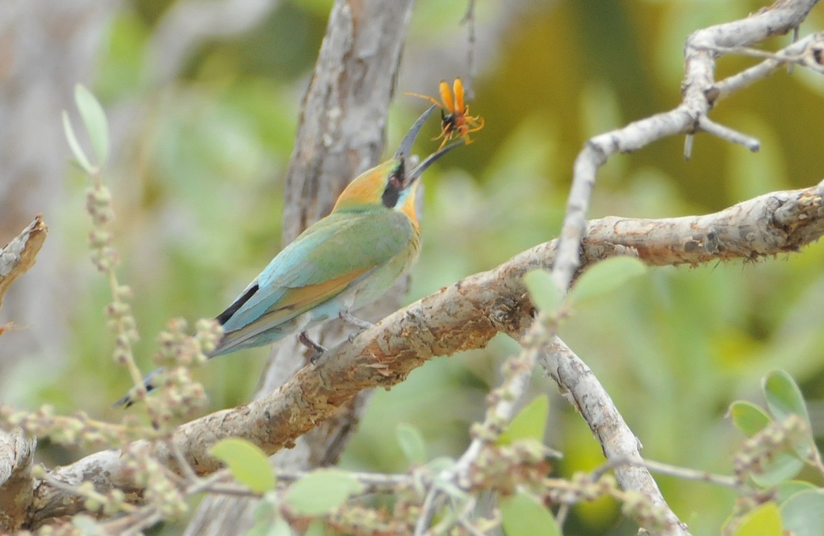 Rainbow Bee-eater - ML633353536