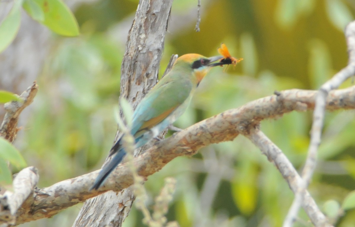 Rainbow Bee-eater - ML633353537