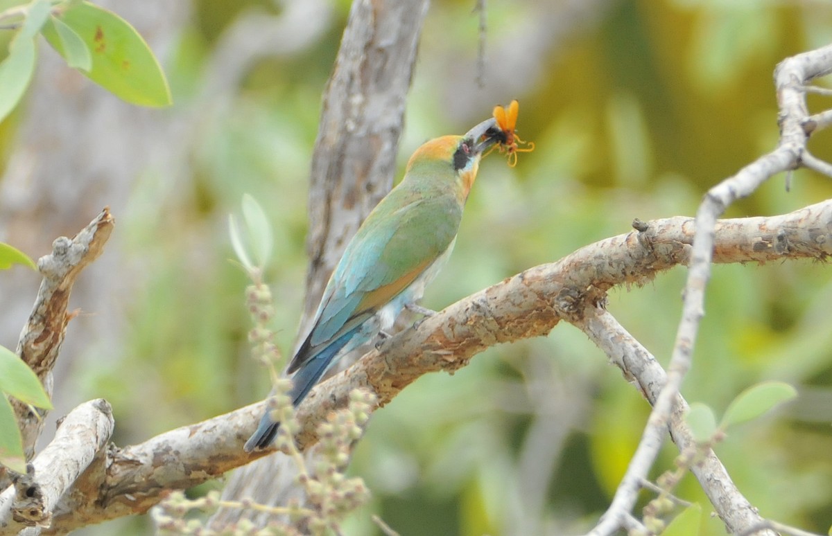 Rainbow Bee-eater - ML633353538