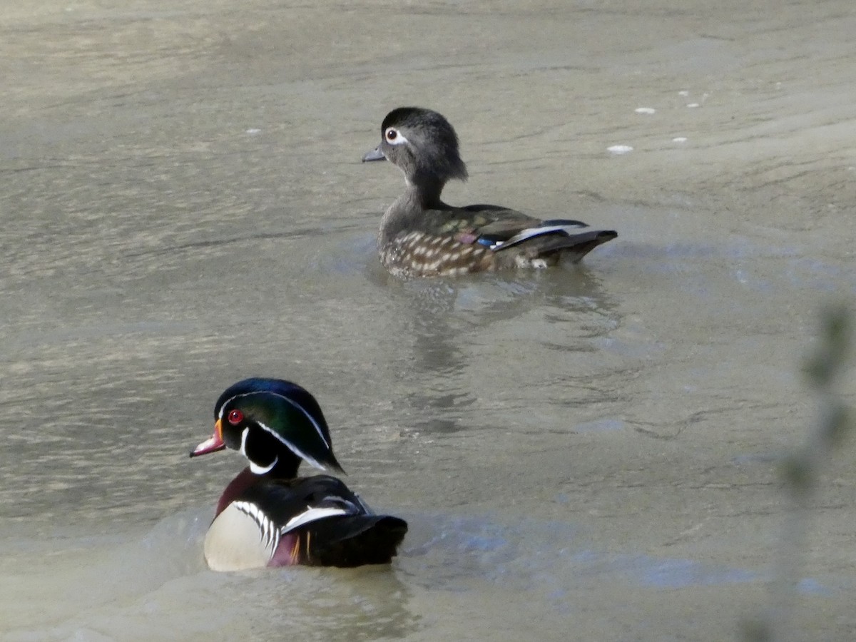 Wood Duck - ML633353540