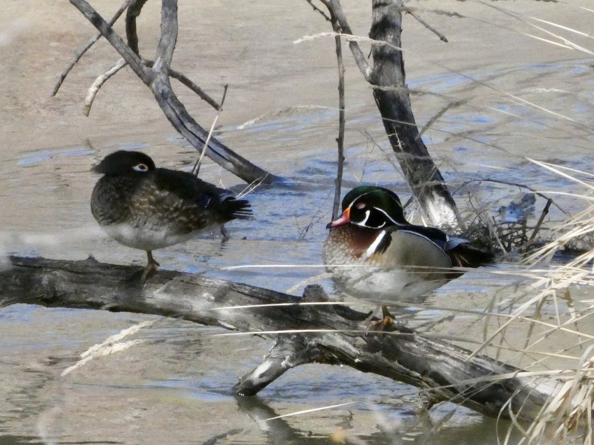 Wood Duck - ML633353541