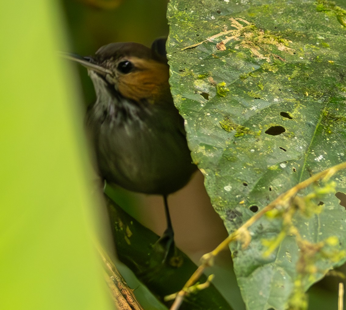Tawny-faced Gnatwren - ML633353551