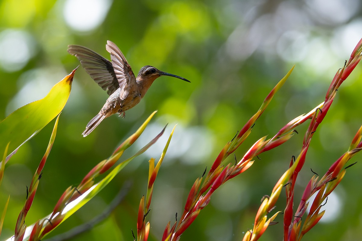 Hook-billed Hermit - ML633353594