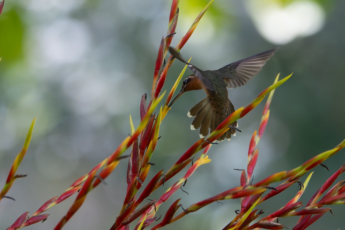 Hook-billed Hermit - ML633353595