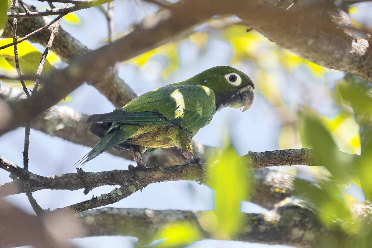Olive-throated Parakeet - ML633353597