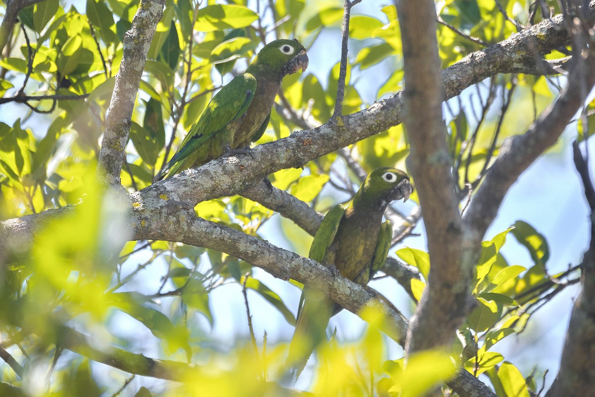Olive-throated Parakeet - ML633353598