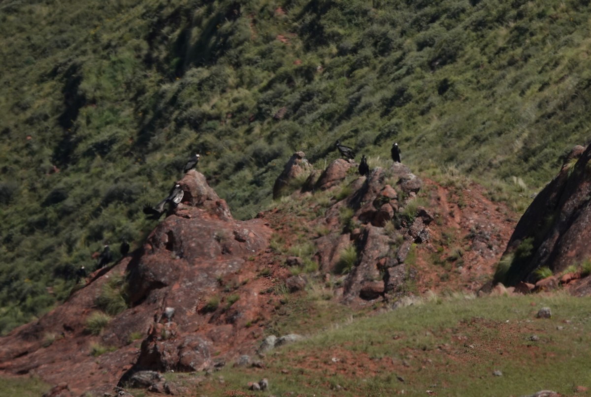Condor des Andes - ML633353643