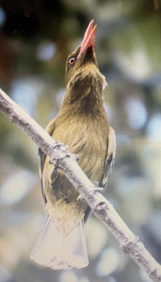 サフルセミサンショウクイ - ML633353733