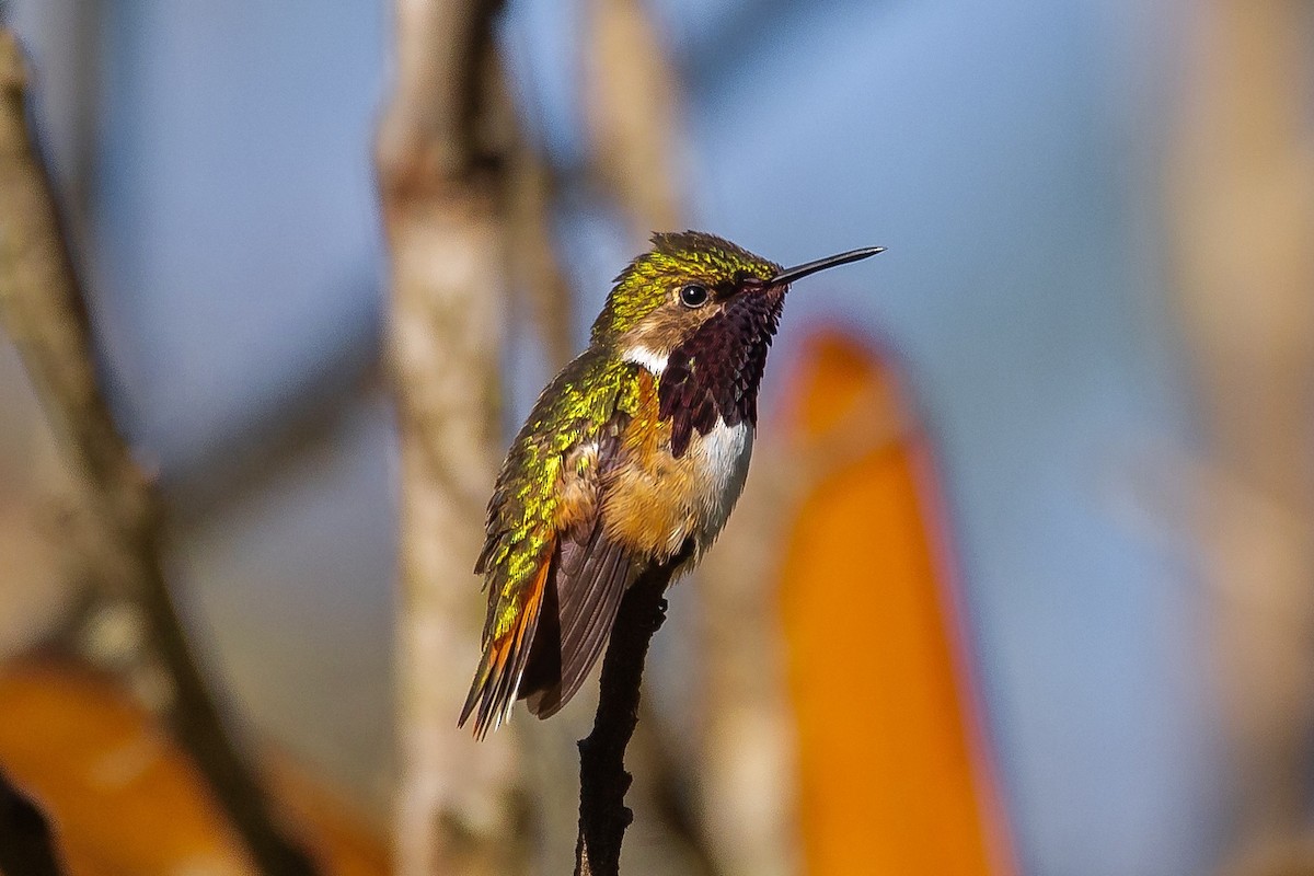 Wine-throated Hummingbird - ML633353758