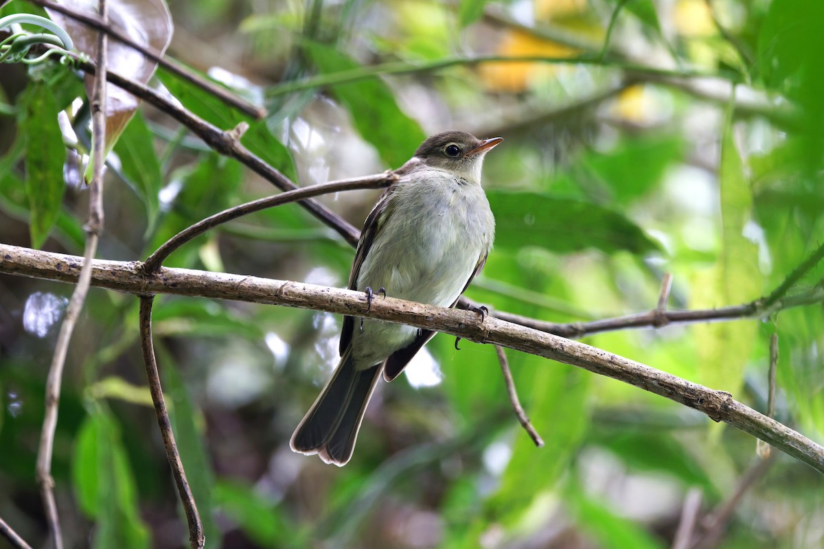 Mountain Elaenia - ML633353844