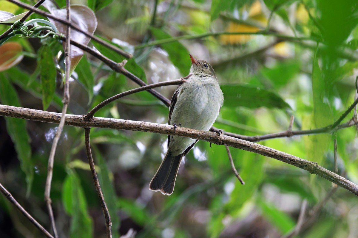 Mountain Elaenia - ML633353846