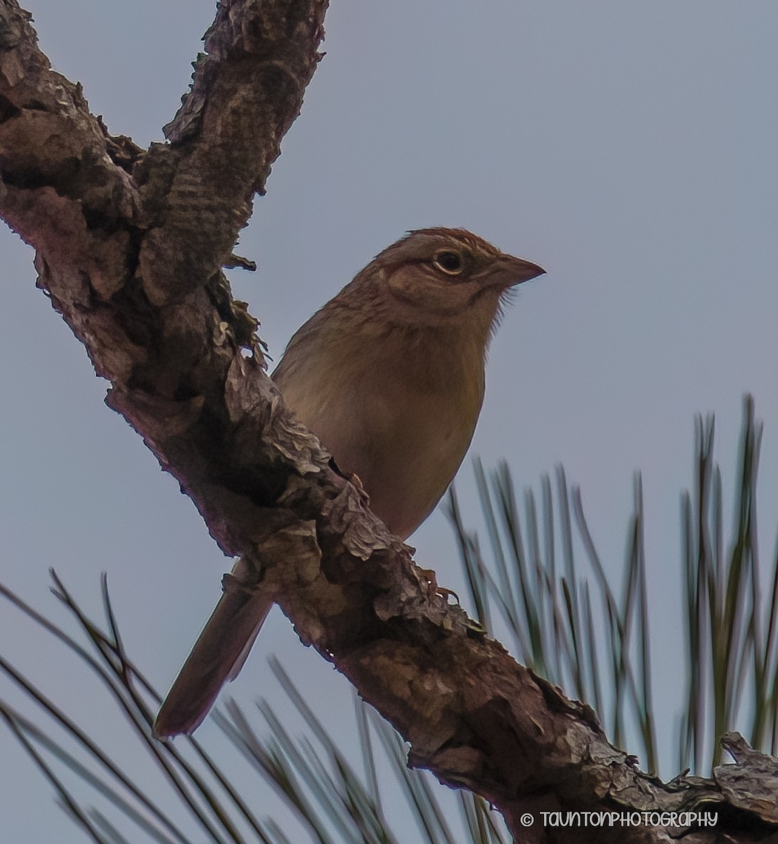 Bachman's Sparrow - ML633353978