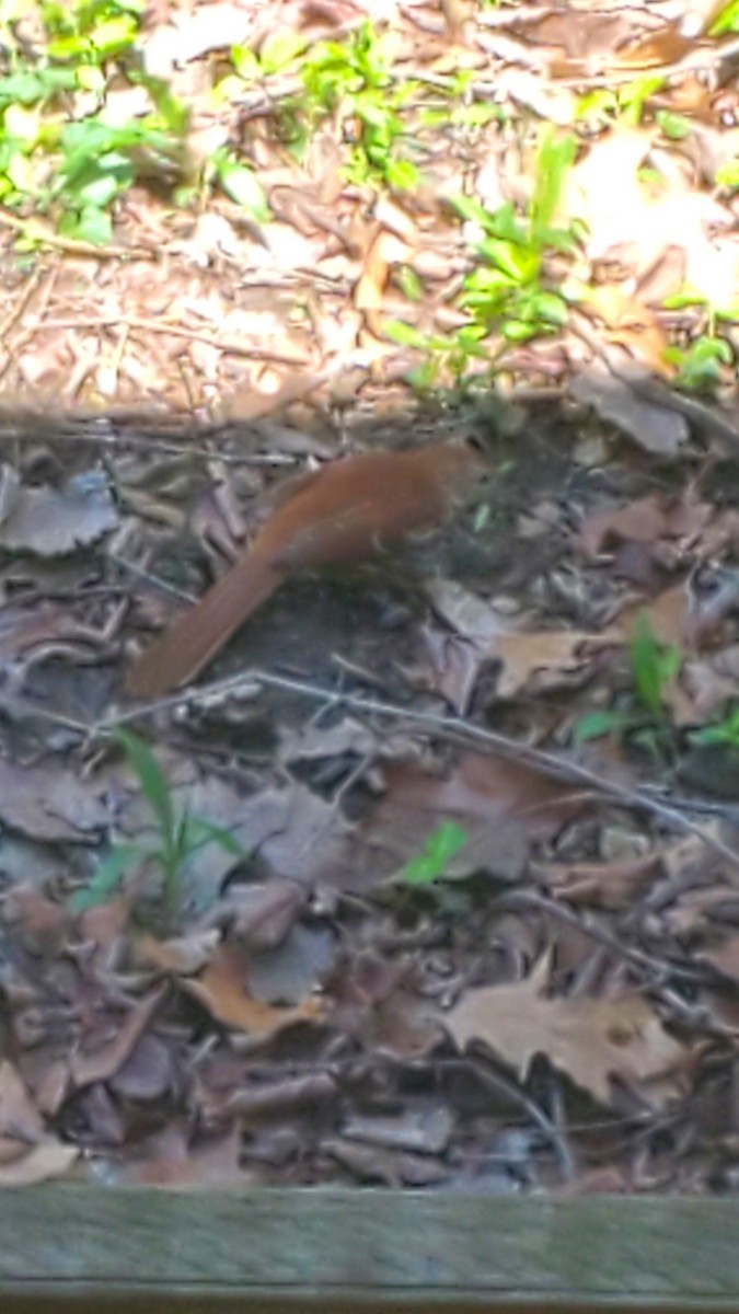 Brown Thrasher - ML633354047