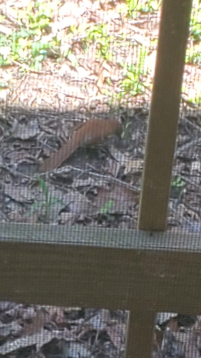 Brown Thrasher - ML633354049