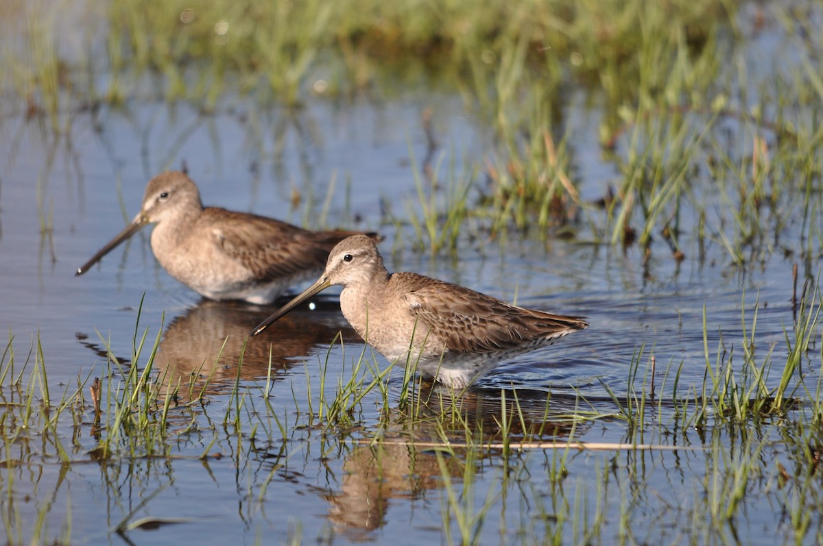 Short-billed Dowitcher - ML633354110