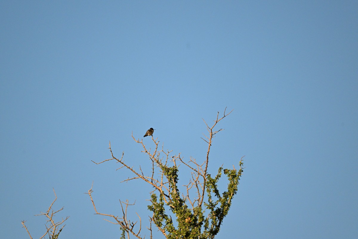 Black-chinned Hummingbird - ML633354111