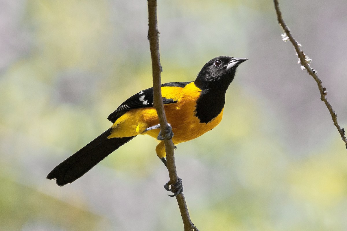 Bar-winged Oriole - ML633354114