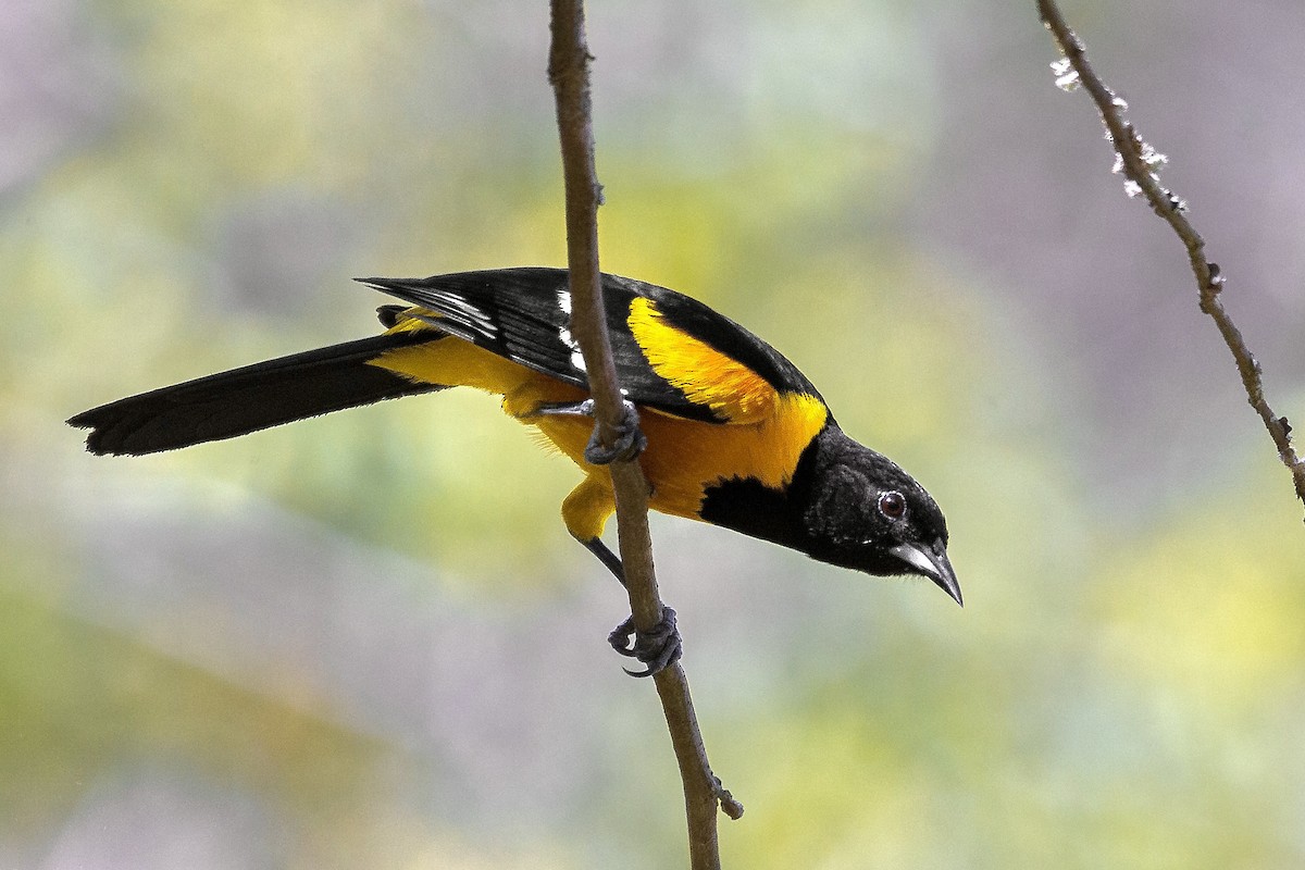 Bar-winged Oriole - ML633354115