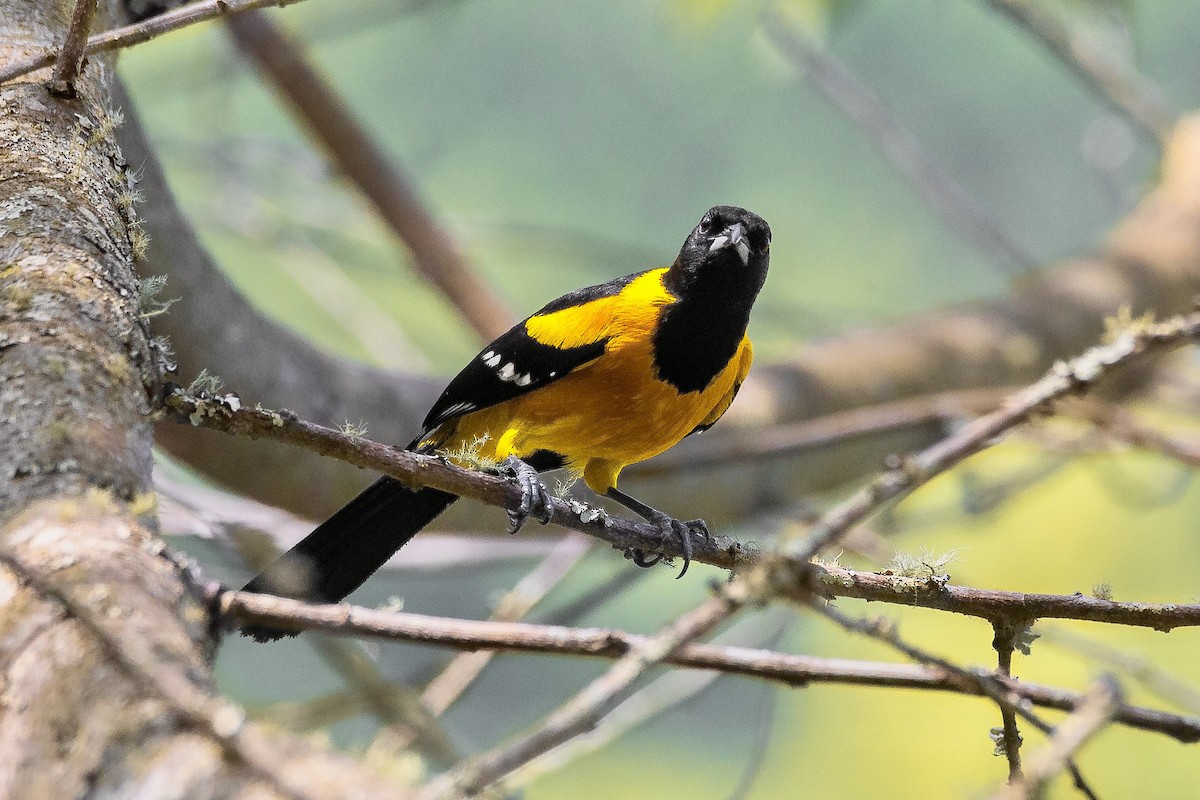 Bar-winged Oriole - ML633354116