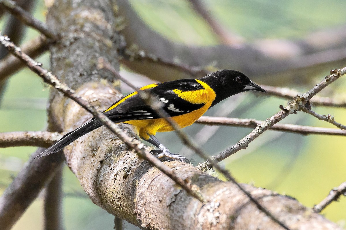 Bar-winged Oriole - ML633354117