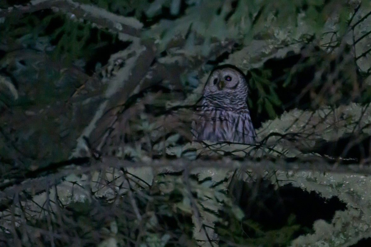 Cinereous Owl - ML633354307