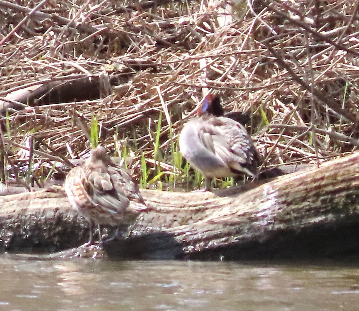 Green-winged Teal - ML633354514