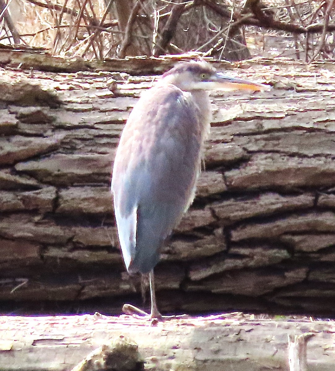 Great Blue Heron - ML633354526