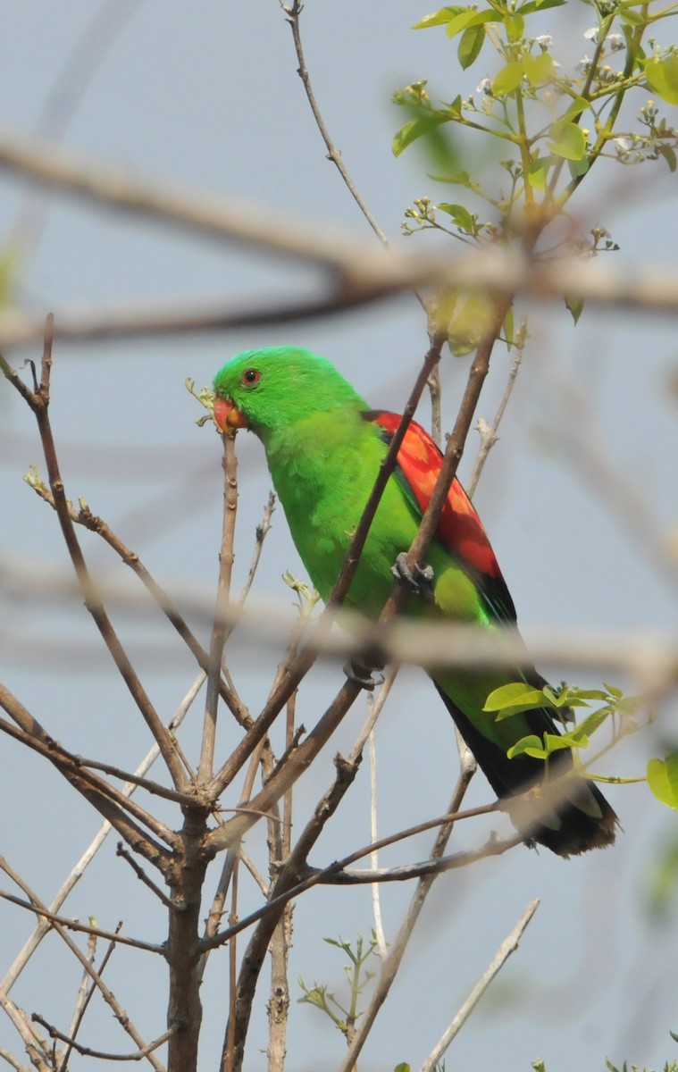 Red-winged Parrot - ML633354560
