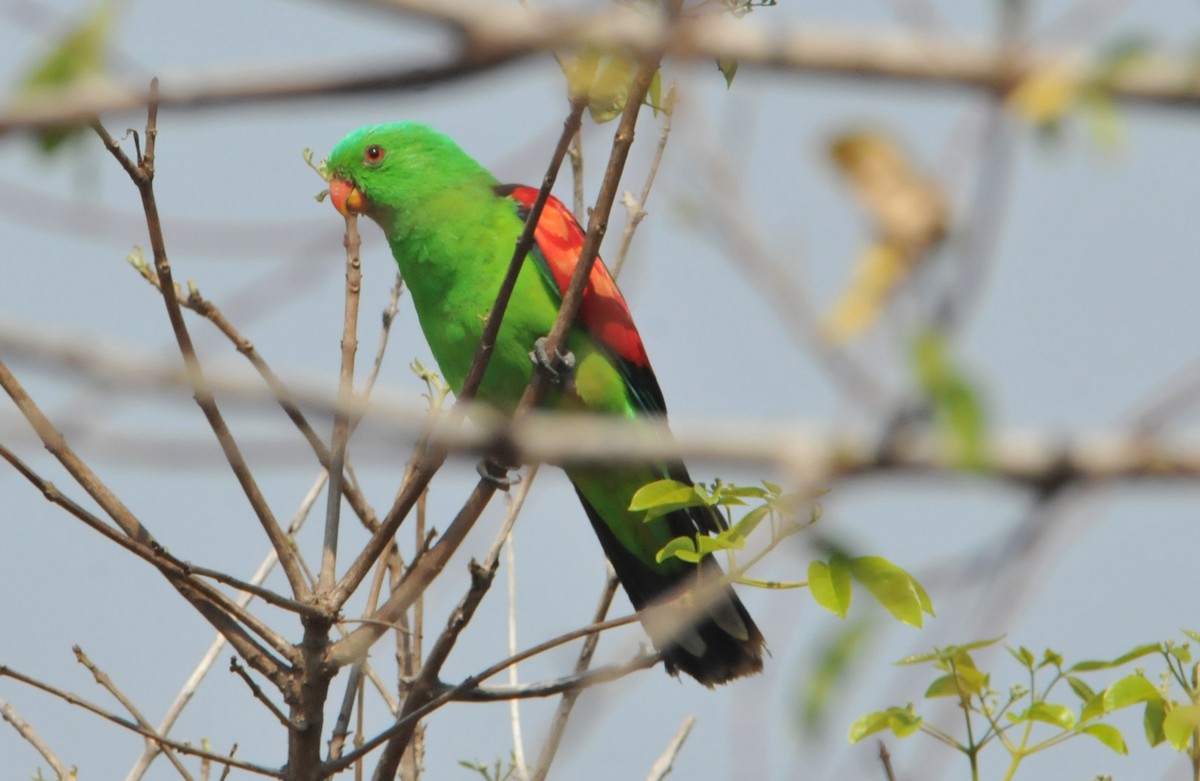 Red-winged Parrot - ML633354561