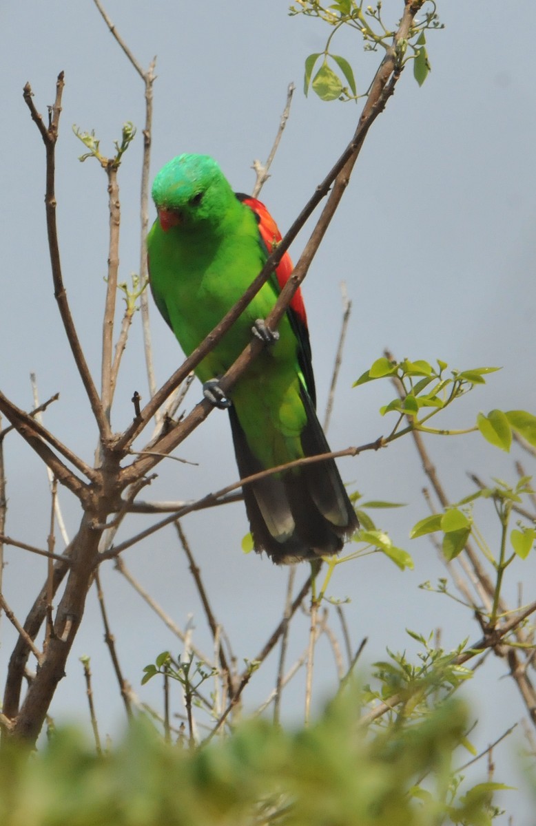 Red-winged Parrot - ML633354562