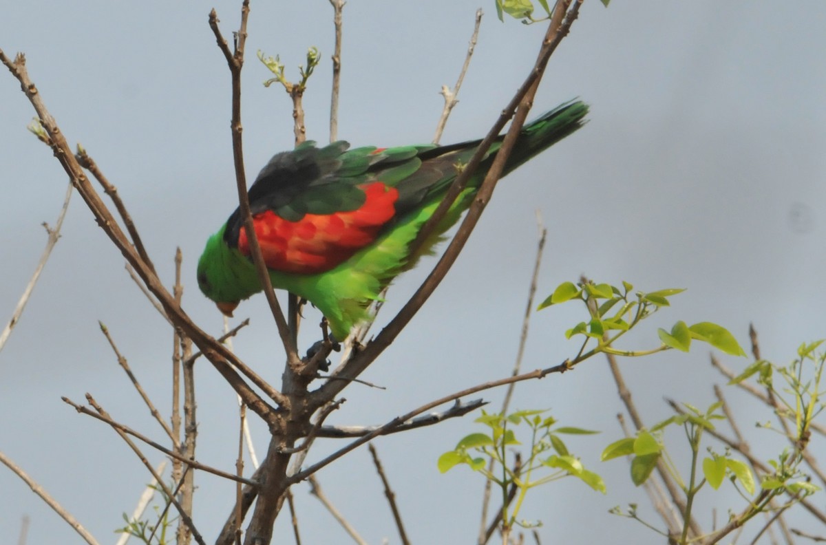 Red-winged Parrot - ML633354563