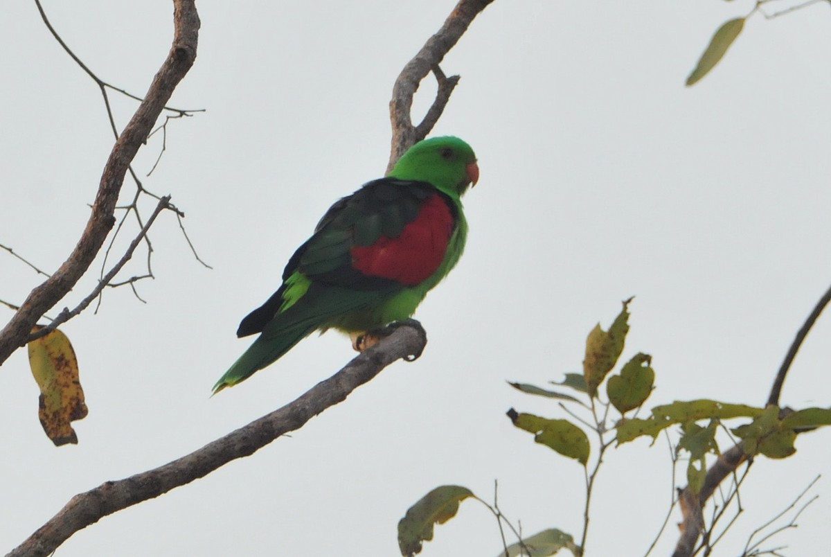 Red-winged Parrot - ML633354564