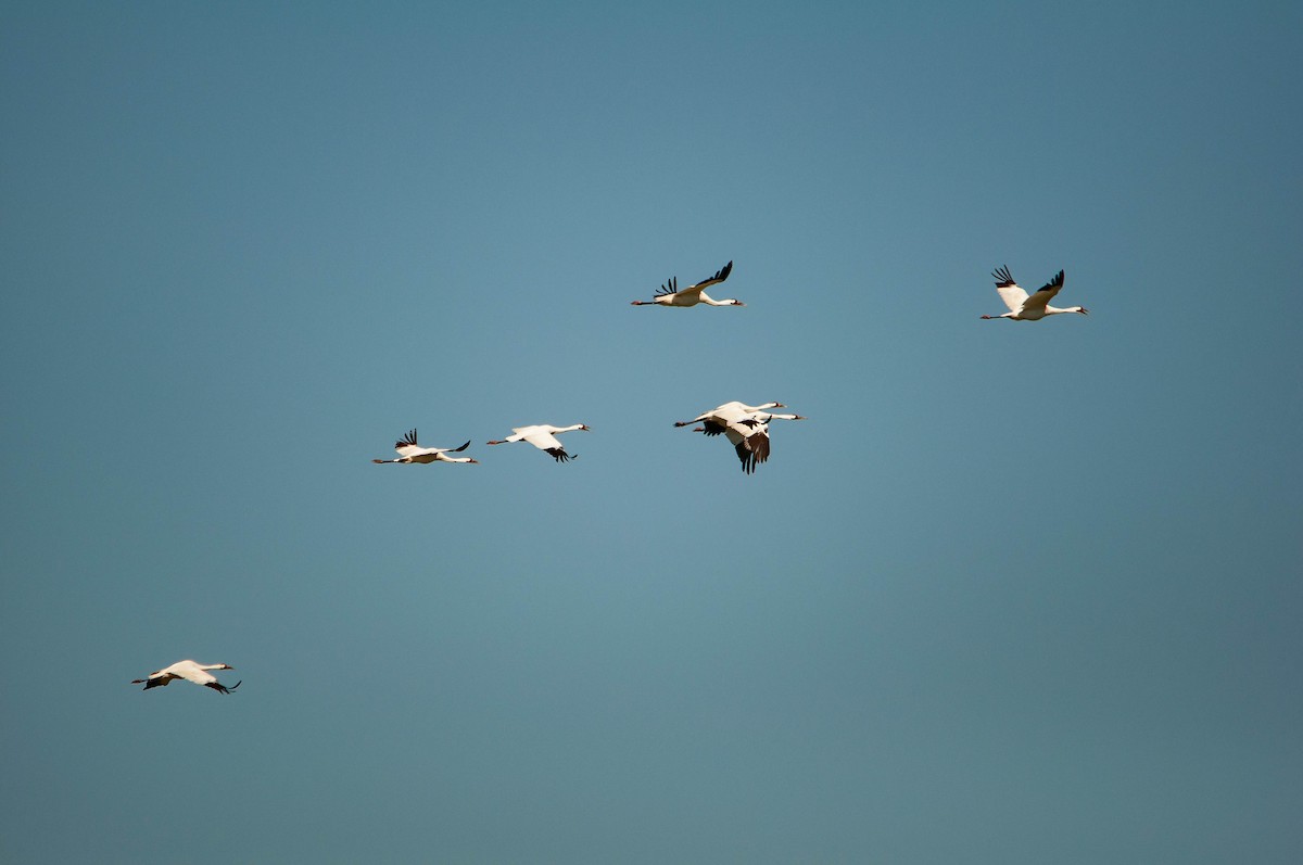 Whooping Crane - ML633354690