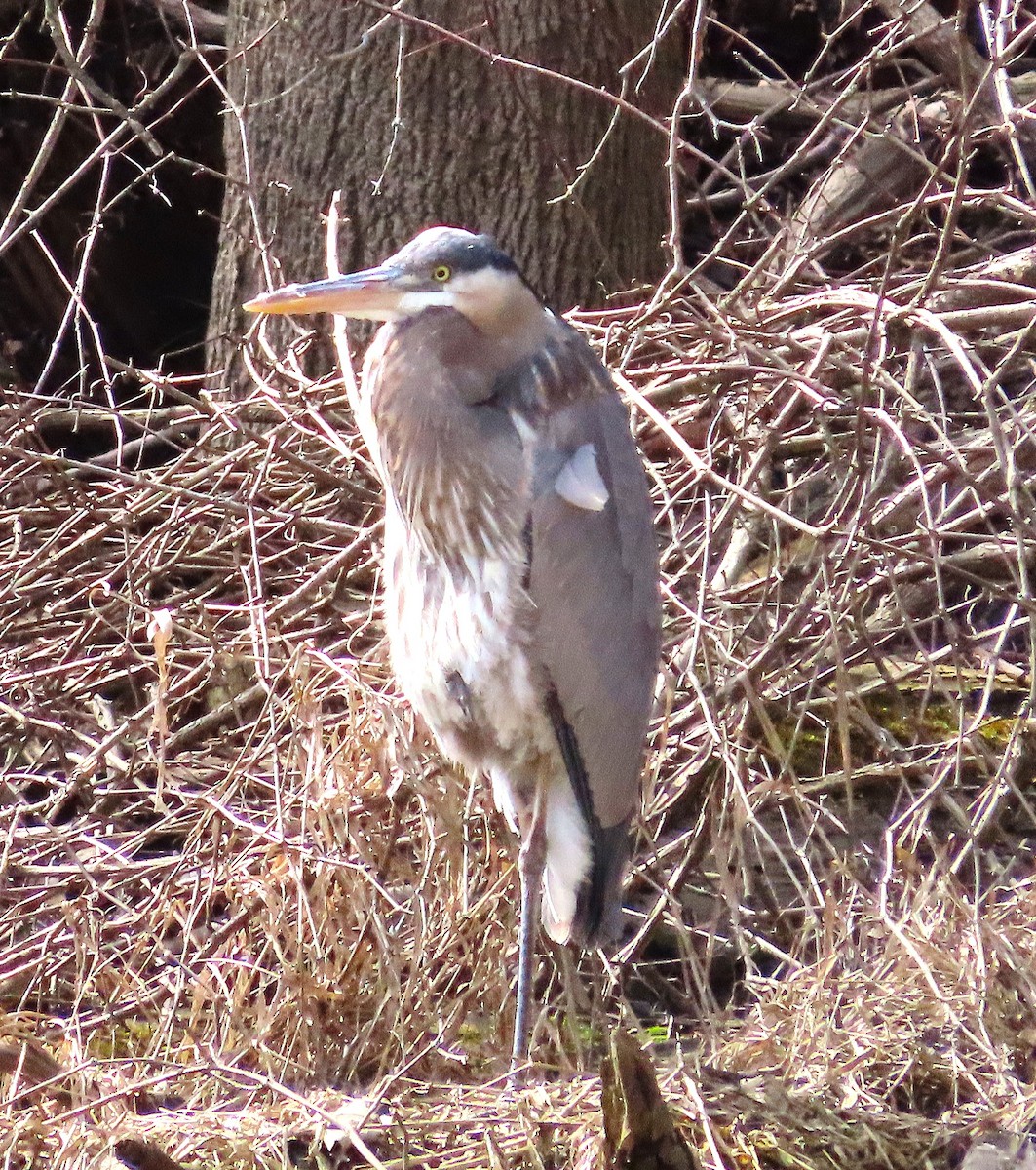 Great Blue Heron - ML633354698