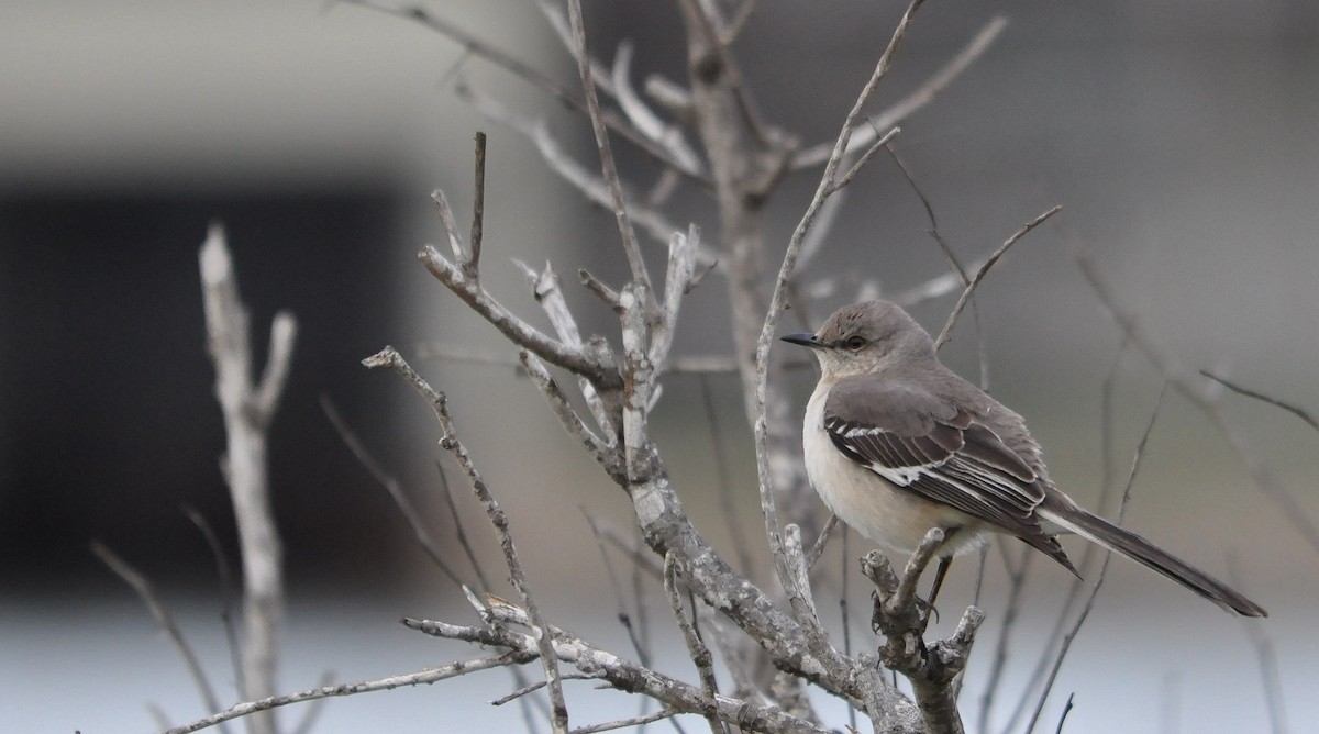 Northern Mockingbird - ML633354745