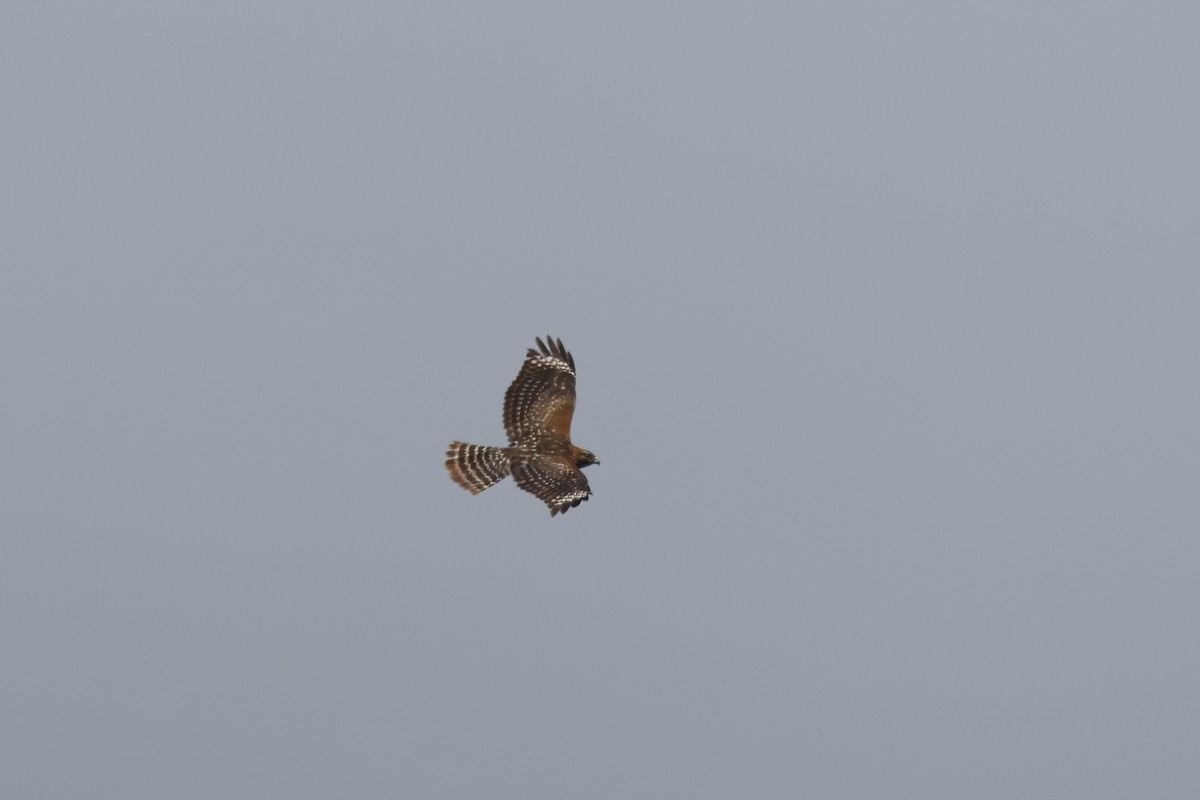Red-shouldered Hawk - ML633354746