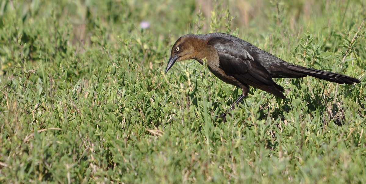 Great-tailed Grackle (Great-tailed) - ML633354765