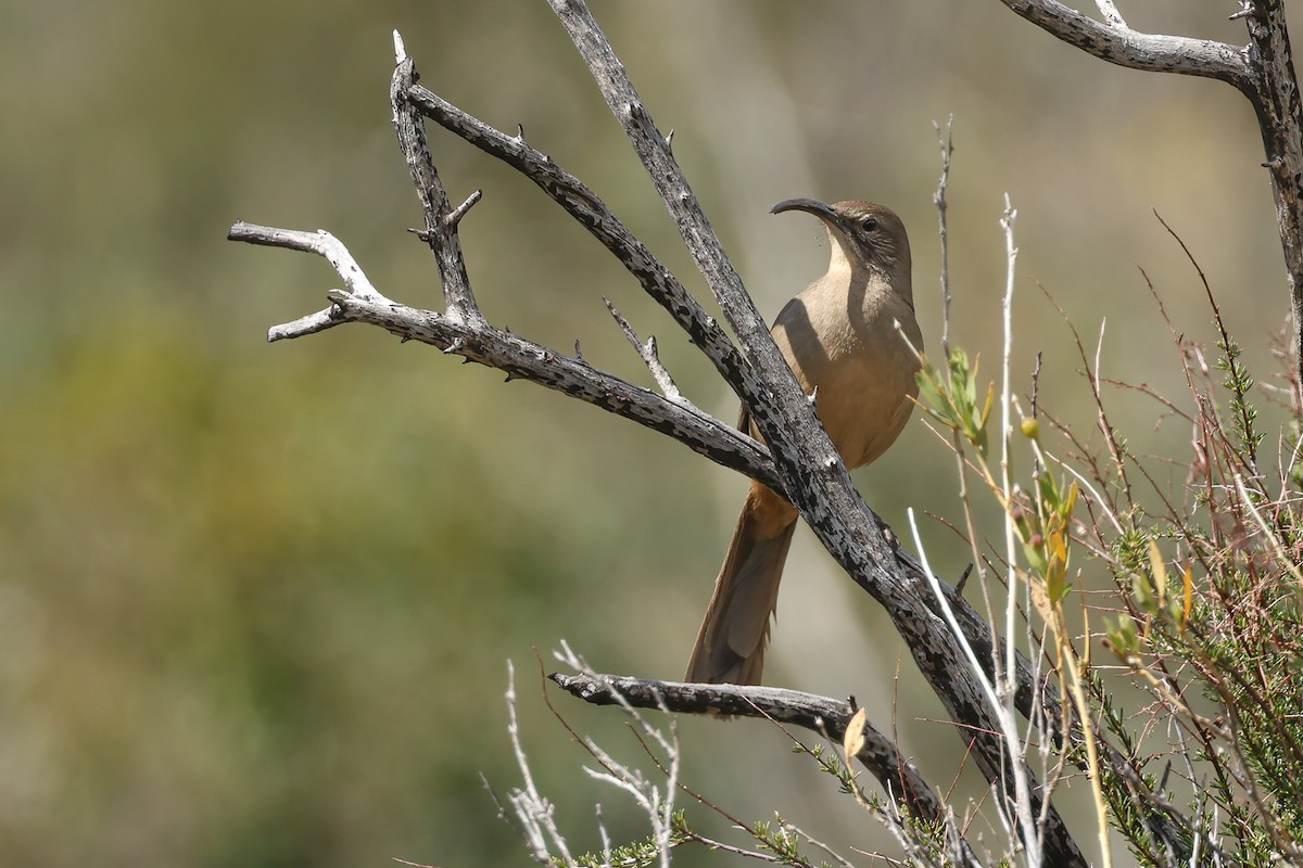 California Thrasher - ML633354776