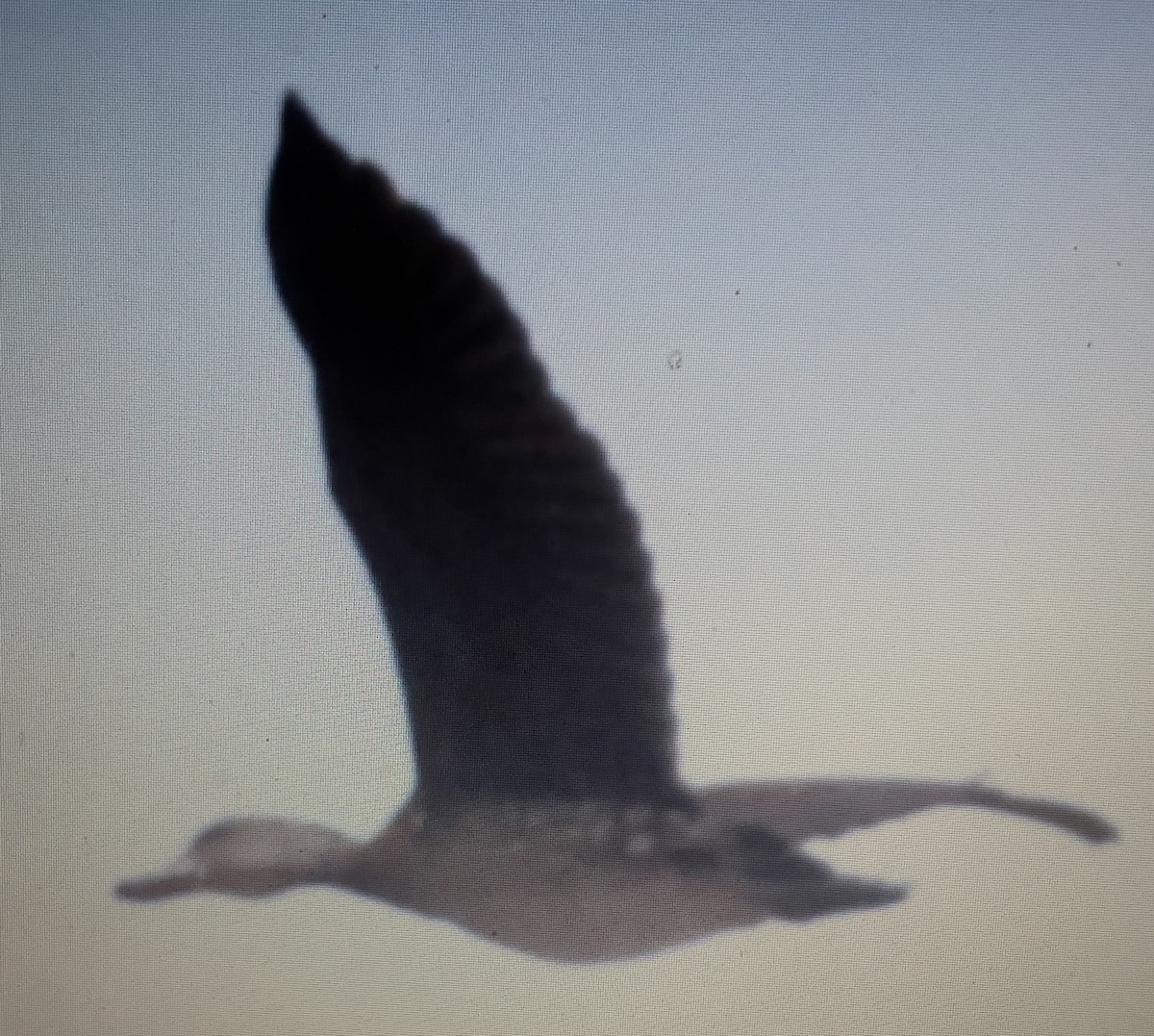 Spotted Whistling-Duck - ML633354813
