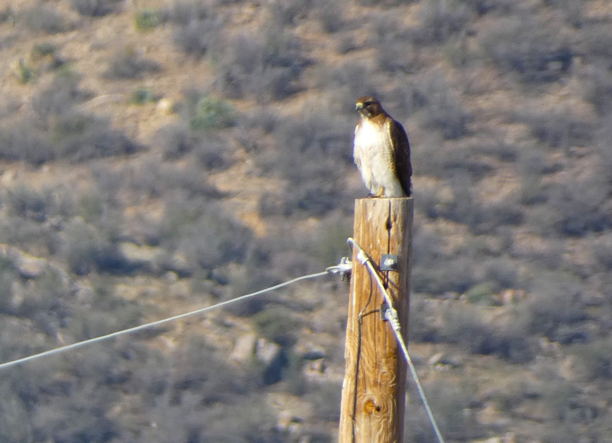 Red-tailed Hawk - ML633354881