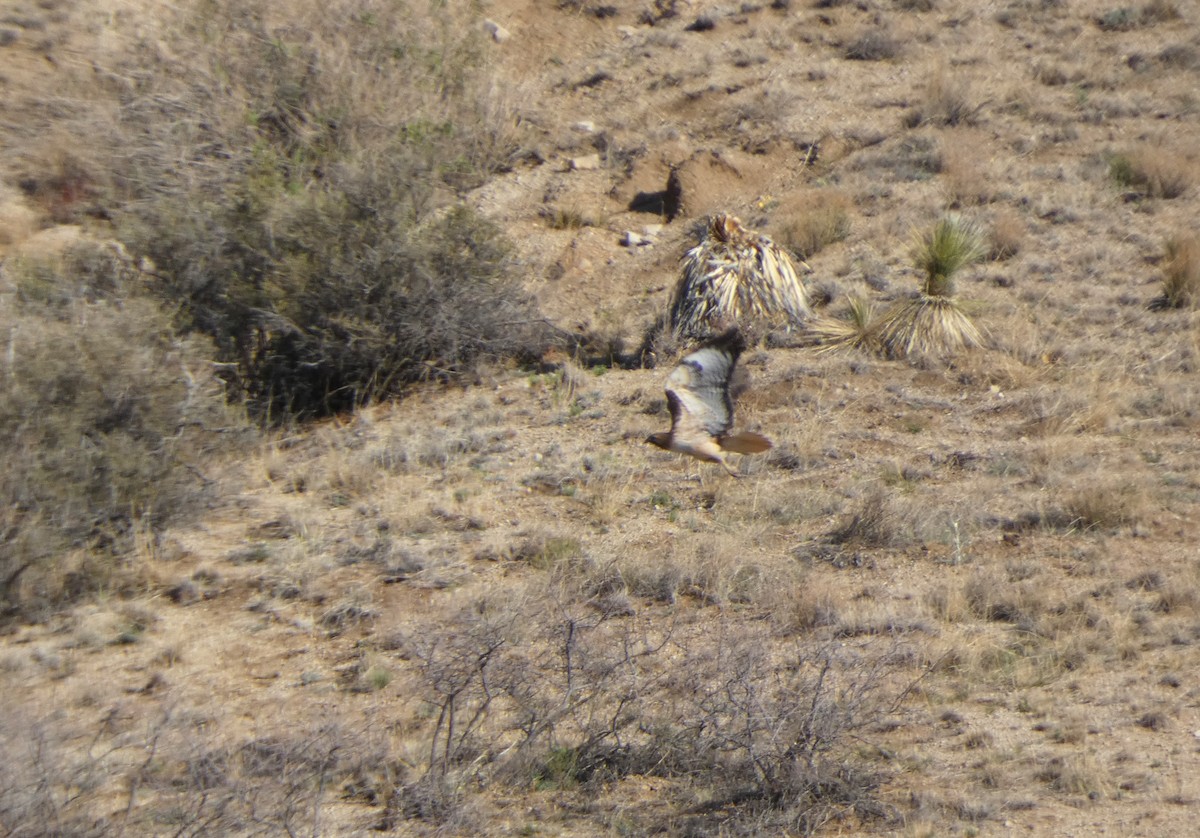 Red-tailed Hawk - ML633354896