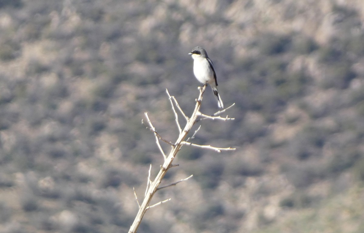 Loggerhead Shrike - ML633354913